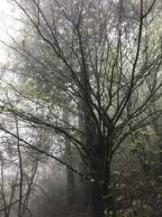 Cornus florida urbiniana