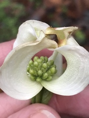 Cornus florida urbiniana