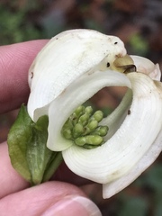 Cornus florida urbiniana