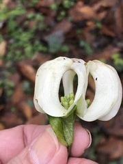 Cornus florida urbiniana
