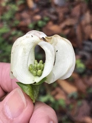 Cornus florida urbiniana