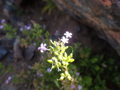 Sutera foetida