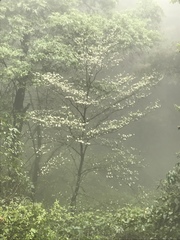Cornus florida urbiniana