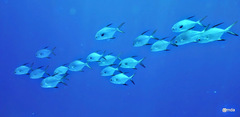 Trachinotus blochii