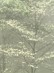 Cornus florida urbiniana