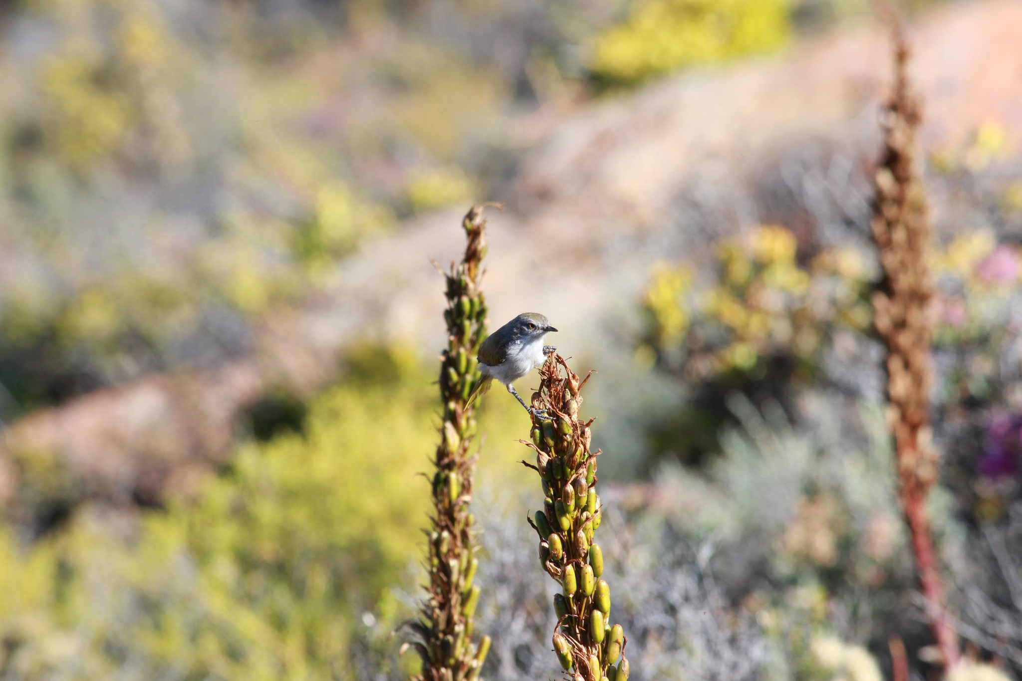 Karoo Eremomela (Eremomela gregalis), photo 7