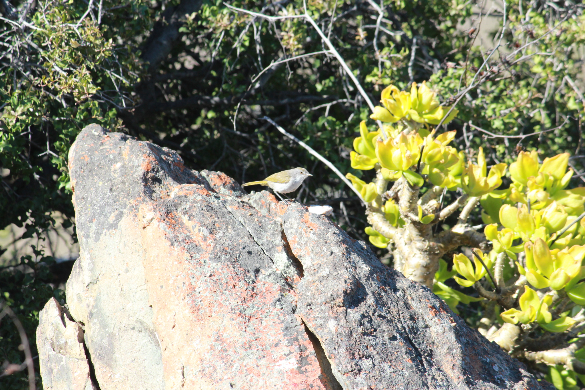 Karoo Eremomela (Eremomela gregalis), photo 8