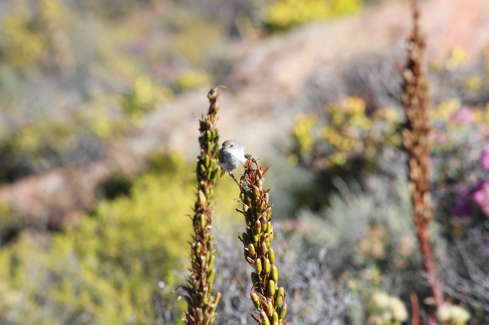 Karoo Eremomela (Eremomela gregalis), photo 9
