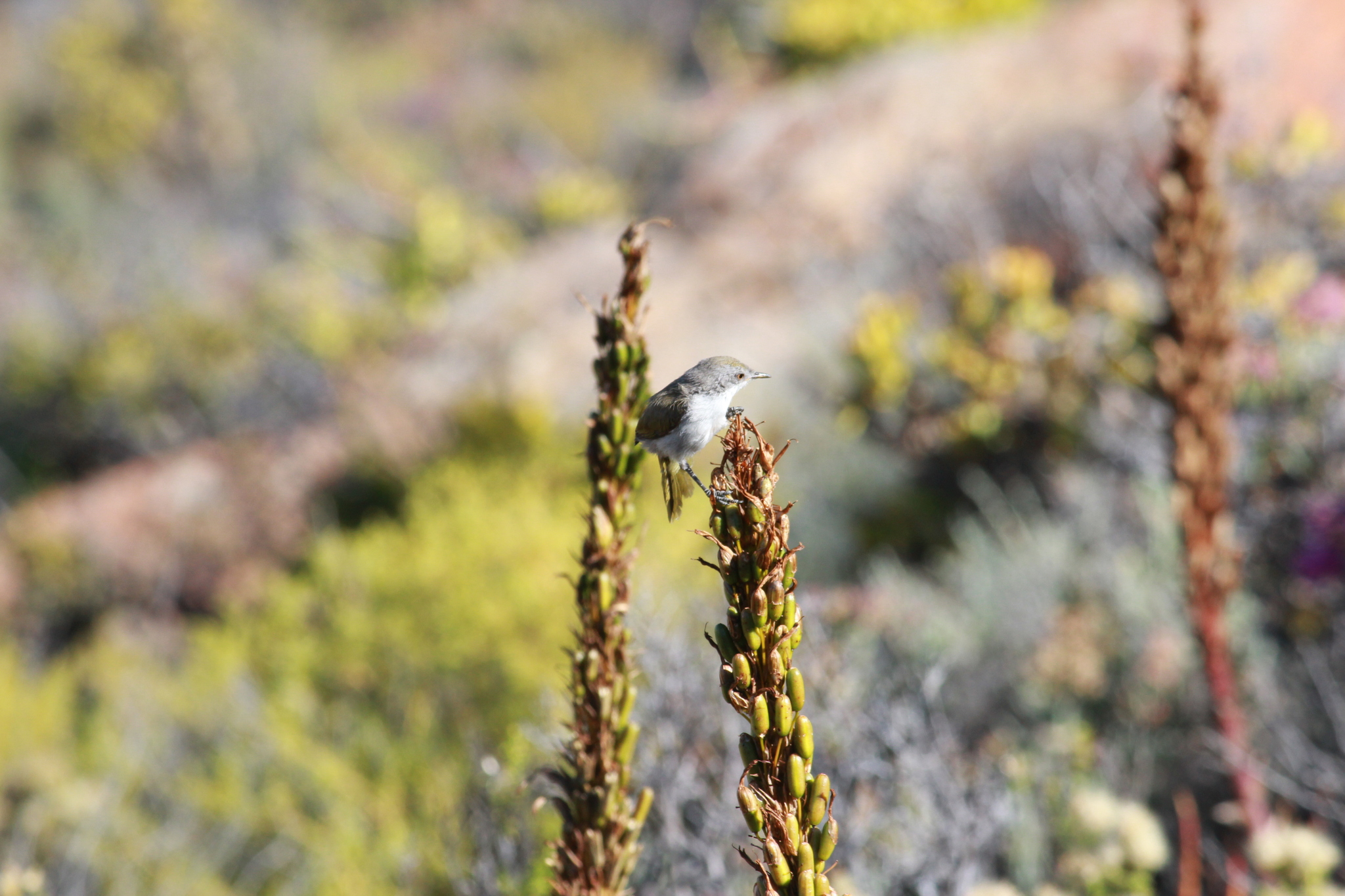 Karoo Eremomela (Eremomela gregalis), photo 10