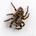 Black-palped Jumping Spider - Photo (c) Bill Keim, some rights reserved (CC BY), uploaded by Bill Keim