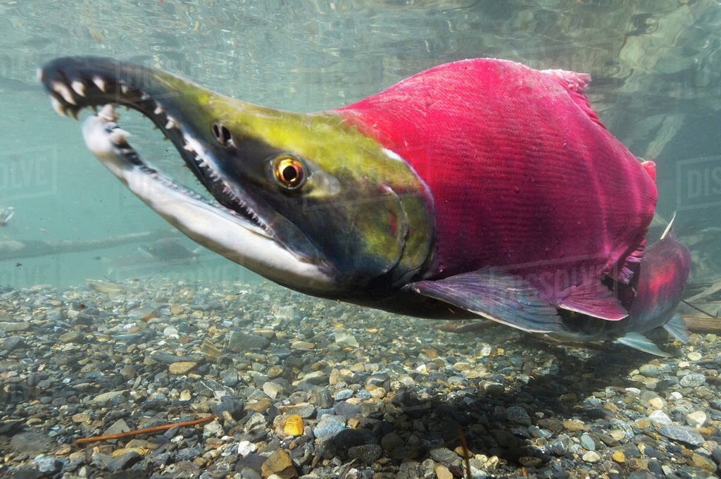 Sockeye Salmon (Fish of the Yakutat Ranger District, Tongass