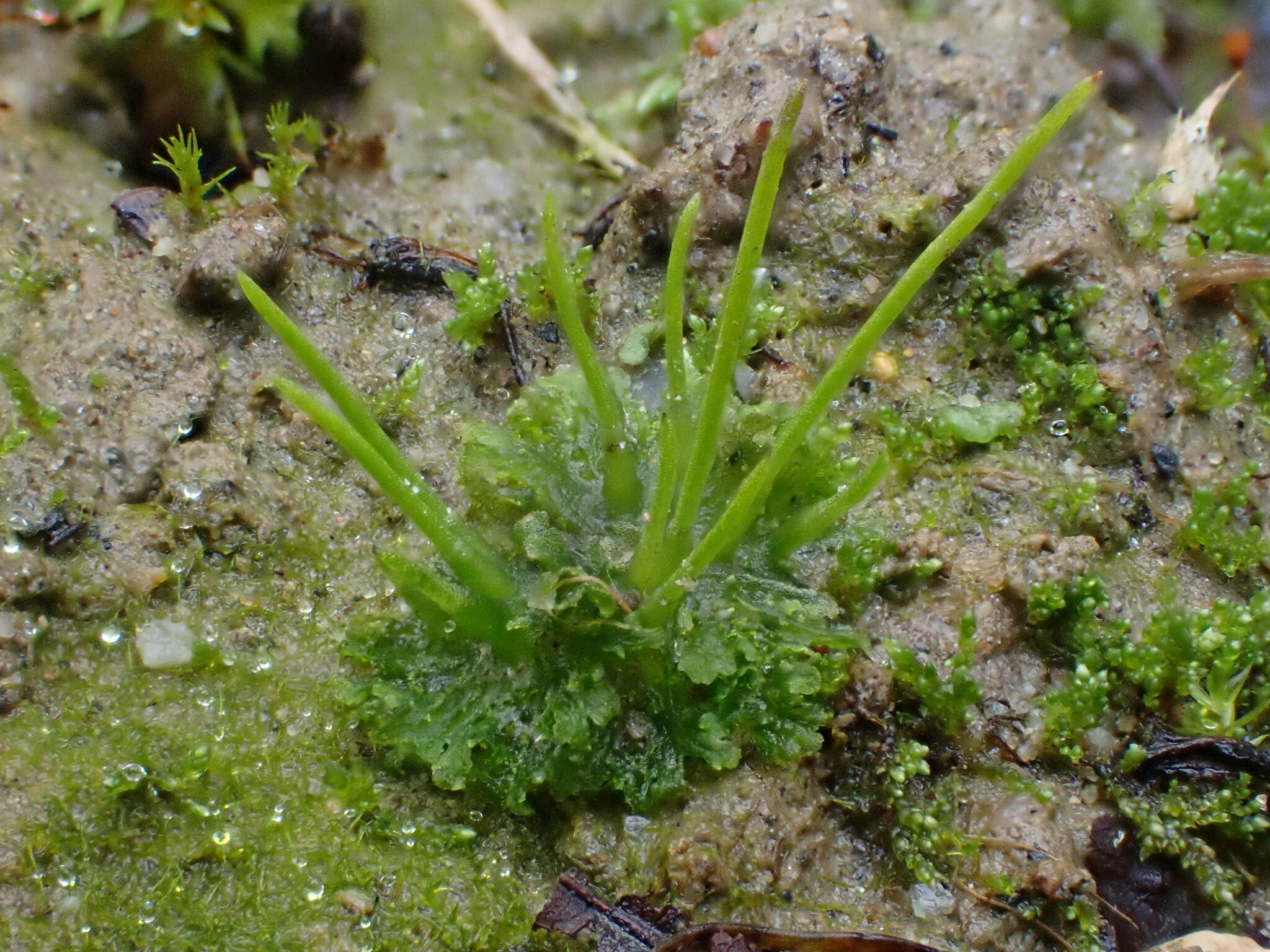 Anthoceros agrestis