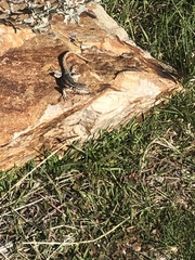 Uta stansburiana stansburiana
