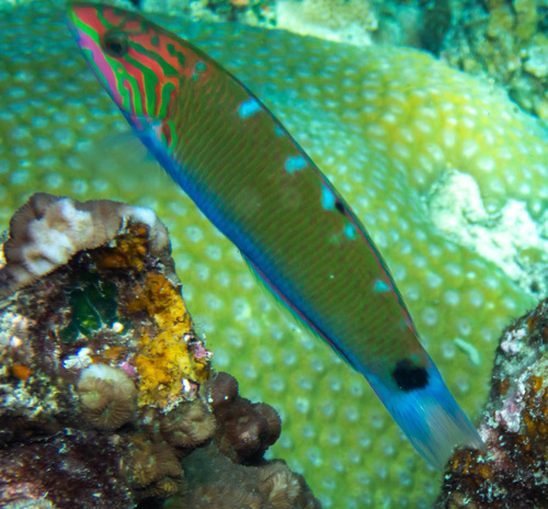 Moon Wrasse