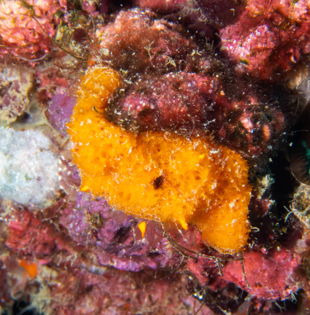 Scopalina hapalia