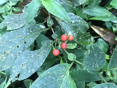 Capsicum lycianthoides