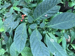 Capsicum lycianthoides