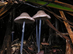 Entoloma albidocoeruleum