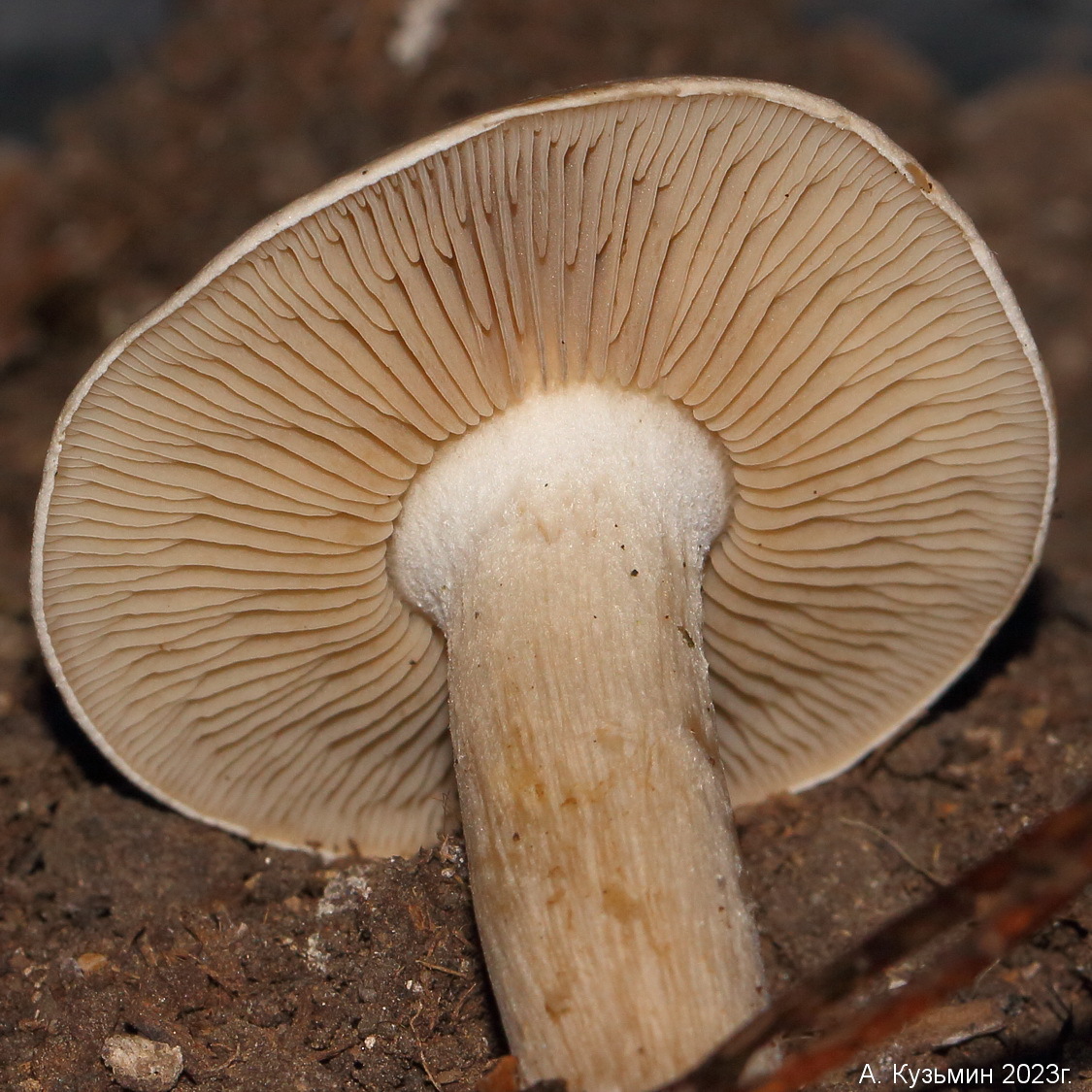 Гебелома Клейкая (Hebeloma crustuliniforme)