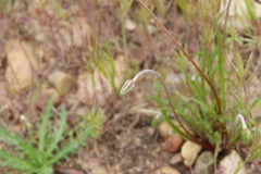Microseris douglasii