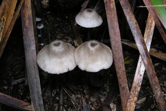 Entoloma albidocoeruleum