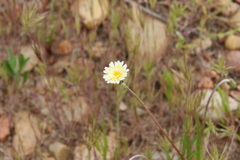 Microseris douglasii
