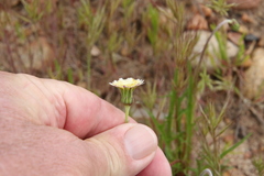 Microseris douglasii