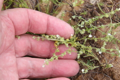 Harpagonella palmeri