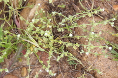 Harpagonella palmeri