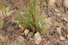 Microseris douglasii