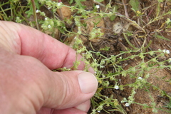 Harpagonella palmeri