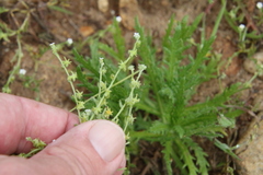 Harpagonella palmeri