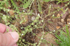 Harpagonella palmeri