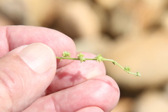 Harpagonella palmeri