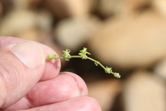 Harpagonella palmeri