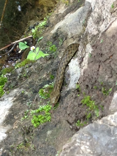 Photo of a Yanbian Keelback Snake (Hebius yanbianensis)