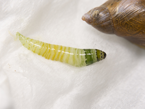 Oogsteelslakkenworm, photo 3 of 7