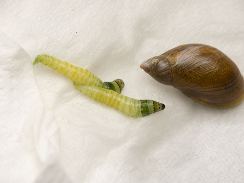 Oogsteelslakkenworm, photo 7 of 7