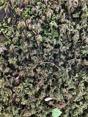 Thamnobryum alleghaniense