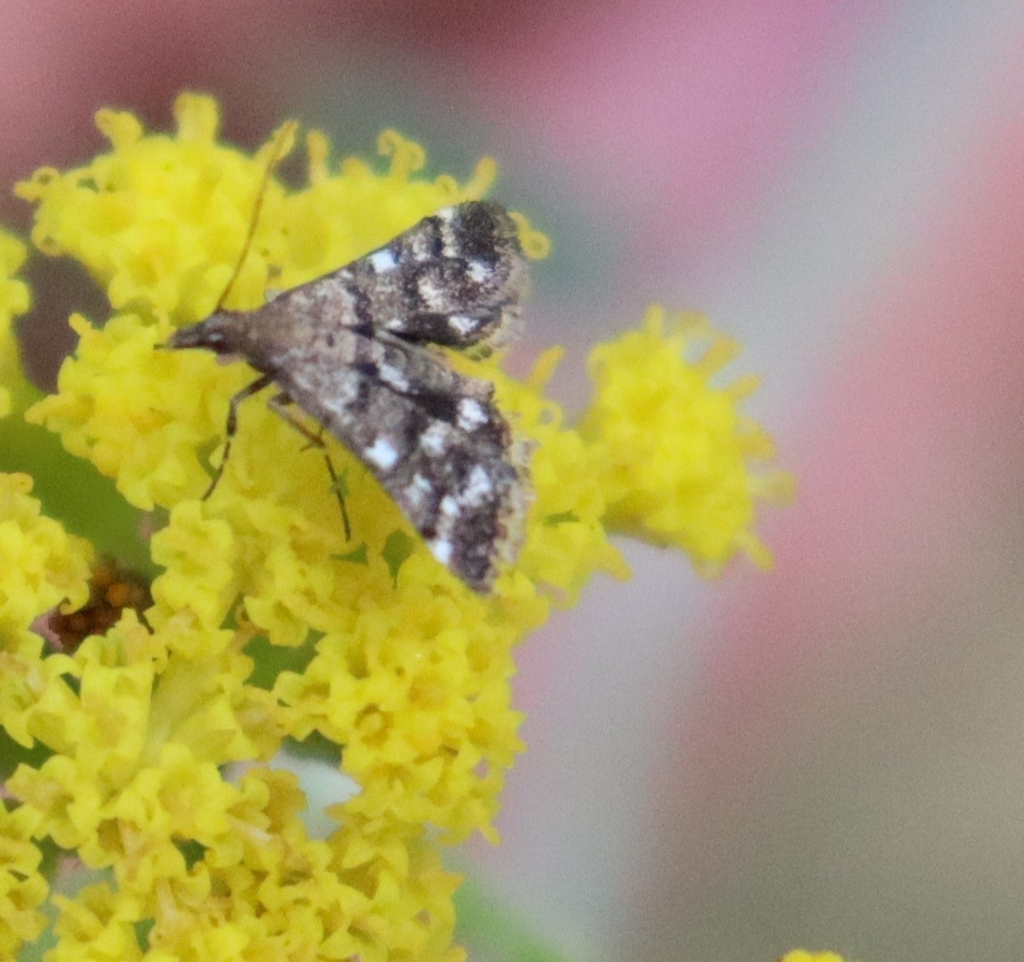 Metasia xenogama
