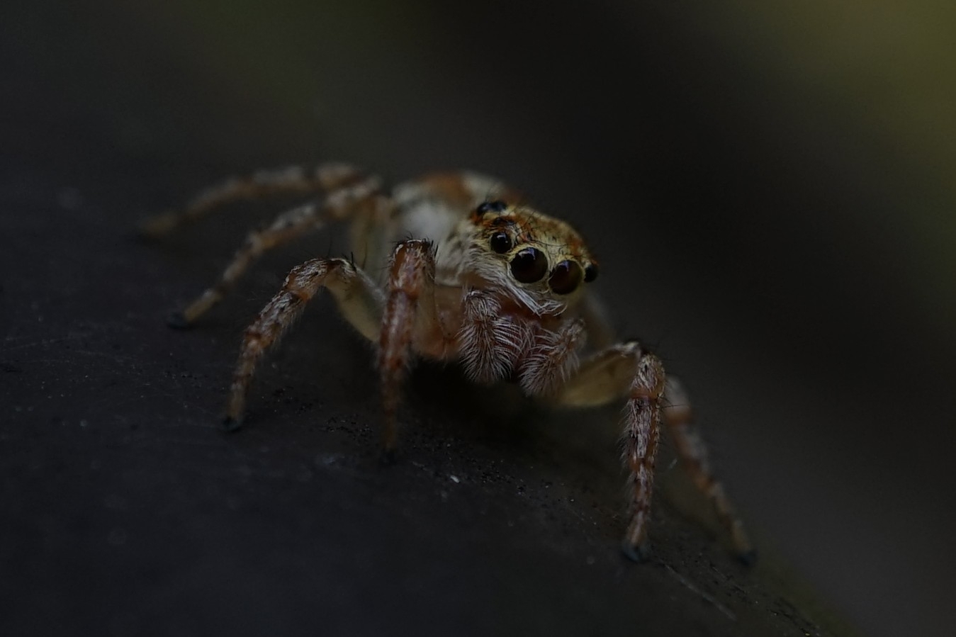 Plexippoides doenitzi