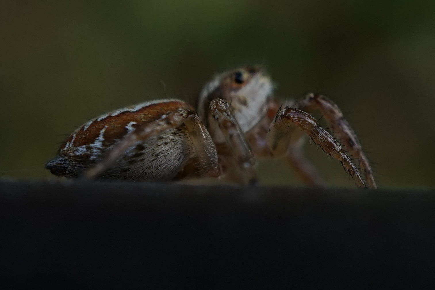 Plexippoides doenitzi