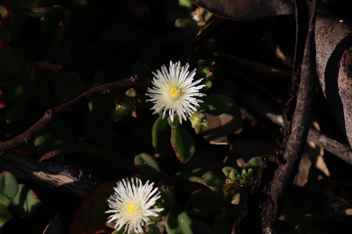 Image of Mesembryanthemum aitonis by (c) Greg Tasney, some rights reserved (CC BY-SA)