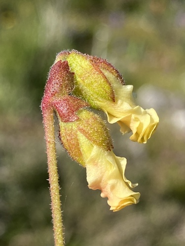Saldanha Dollsrose (Hermannia litoralis)