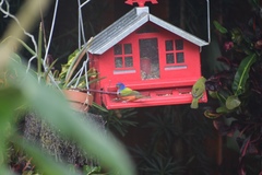 Passerina ciris image