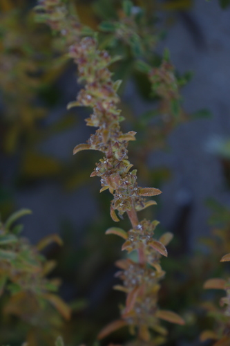 Image of Lawrencia glomerata by (c) Greg Tasney, some rights reserved (CC BY-SA)