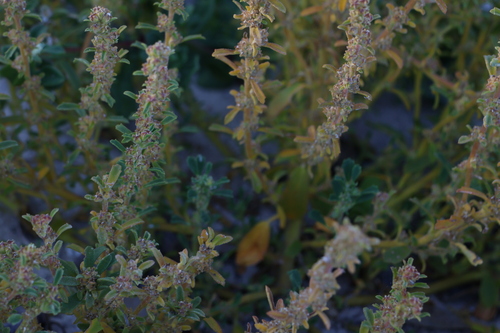 Clustered Lawrencia (Lawrencia glomerata)