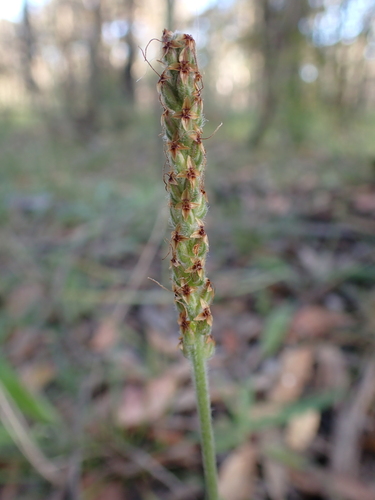 Image of Plantago varia by (c) Nina Kerr, some rights reserved (CC BY)