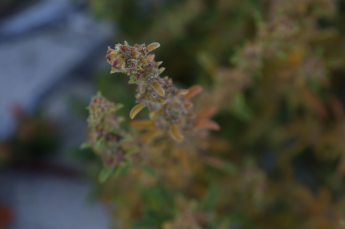 Image of Lawrencia glomerata by (c) Greg Tasney, some rights reserved (CC BY-SA)