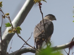 Accipiter cooperii